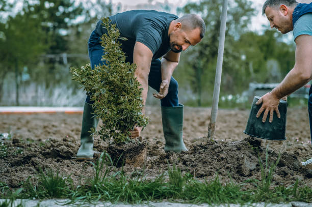 Best Lawn Disease Treatment  in Clarendon Hls, IL
