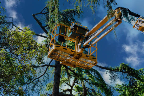 Best Tree Disease Treatment  in Clarendon Hls, IL