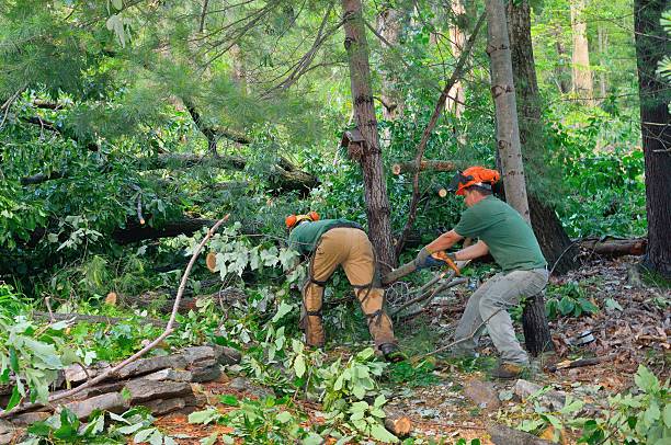 Best Arborist Consultation Services  in Clarendon Hls, IL